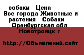 собаки › Цена ­ 2 500 - Все города Животные и растения » Собаки   . Оренбургская обл.,Новотроицк г.